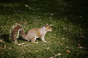 Image showing Grey Squirrel Nature