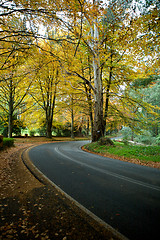 Image showing Journey Autumn Forrest