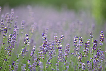 Image showing Field of Lilac Lavender Flowers