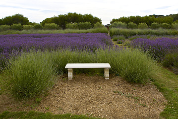 Image showing Lavender Farm