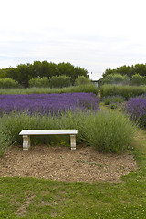 Image showing Lavender Farm