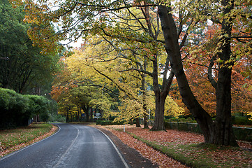 Image showing Beautiful Fall Trees With Road Drive Forrest