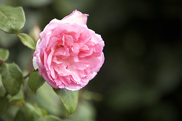 Image showing Pink rose