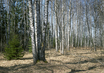 Image showing Spring in the birch-forest