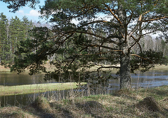 Image showing Spring on the Luga-river