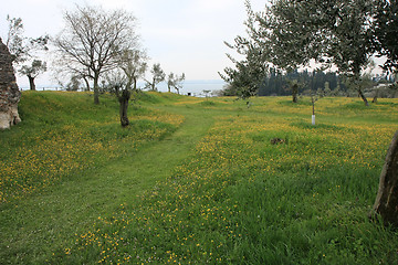 Image showing Flowers in the meadow