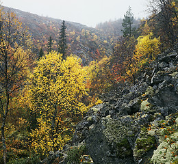 Image showing Autumn in Iolga-tundra 6