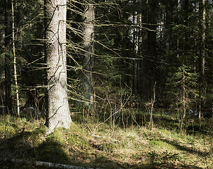 Image showing Spring evening in the wild fir-forest