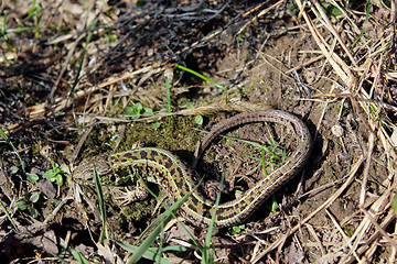 Image showing gray lizard on the ground