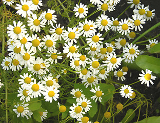 Image showing Camomile in the natural surrounding of garden