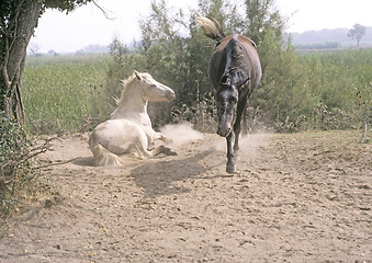 Image showing Horse sand bath