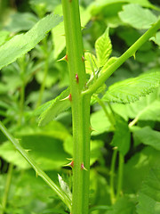 Image showing Acuminate thorns at green peduncle of plant 