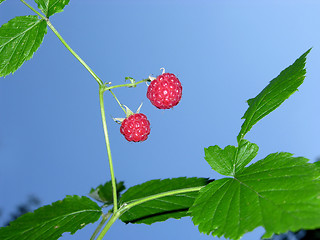 Image showing Ripe raspberries in front of blue sky