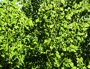 Image showing Cutout of leafy canopies as background picture