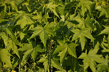 Image showing Virginia Mallow