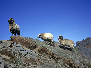Image showing Domestic sheep