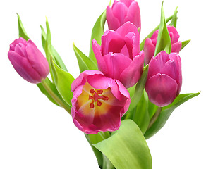 Image showing Pink tulips