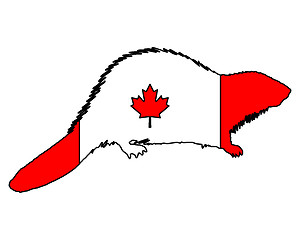 Image showing Canadian Beaver