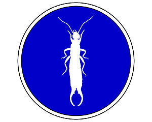 Image showing Earwig allowed 