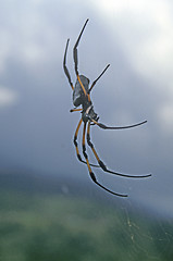 Image showing Silk spider at La Reunion