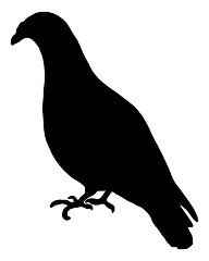 Image showing Carriage Pigeon
