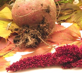 Image showing Newly harvested beetroot