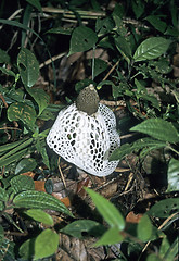 Image showing Dictyophora indusiata