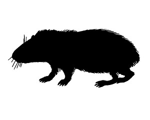 Image showing The black silhouette of a guinea pig on white