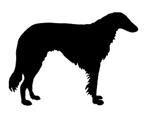 Image showing The black silhouette of a longhaired Sighthound