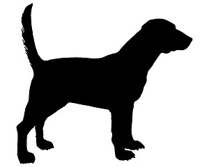 Image showing Beagle