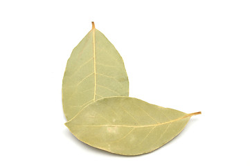 Image showing Detailed but simple image of Bay Laurel