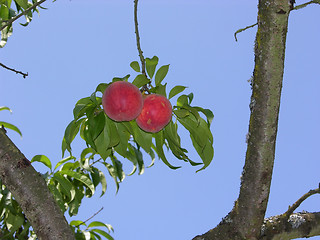 Image showing Two ripe peaches between two branches of a peach tree