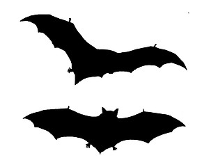 Image showing The black silhouette of two bats flying