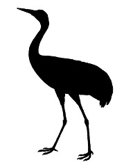 Image showing Common Crane silhouette