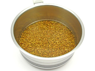 Image showing Unripe spelt grain watered in clear and cold water