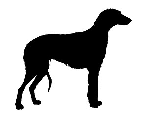 Image showing The black silhouette of a scottish Deerhound