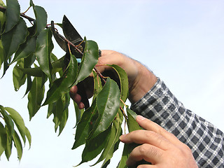 Image showing Cutout of a hand with secateurs cutting branch