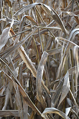 Image showing Dry indian corn field