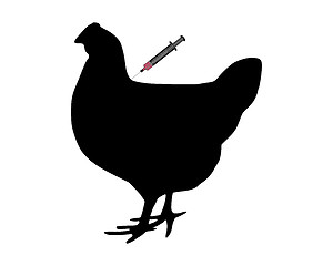 Image showing Hen gets an immunization against bird flu