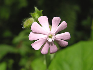 Image showing One red campion on black and green background