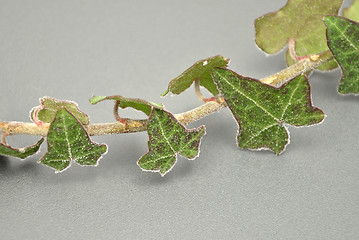 Image showing Detailed but simple image of iced ivy 