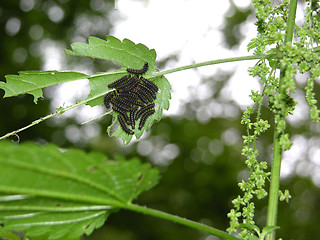 Image showing Many edacious caterpillars are almost very hungry