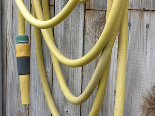 Image showing Yellow garden hose arranged on a wooden wall