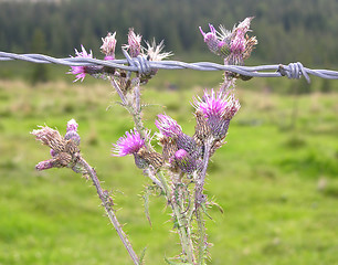 Image showing Faded pink thistle behind the barbwire of a pasture