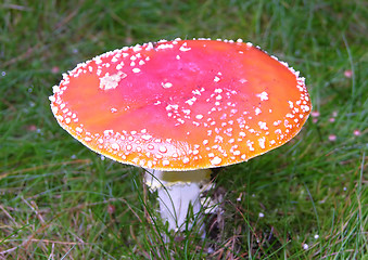 Image showing Big fly agaric in the grasland