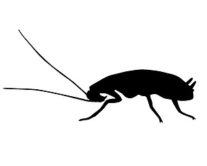 Image showing Black Cockroach