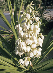 Image showing Yucca with flower