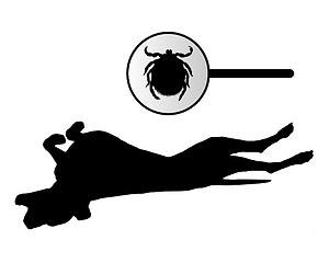 Image showing Dog is scratching its back because of a tick