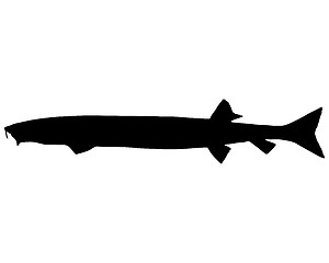 Image showing Beaked salmon silhouette