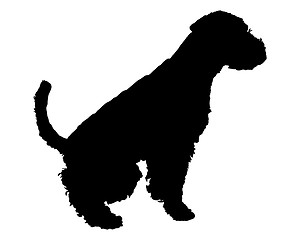 Image showing Welsh Terrier